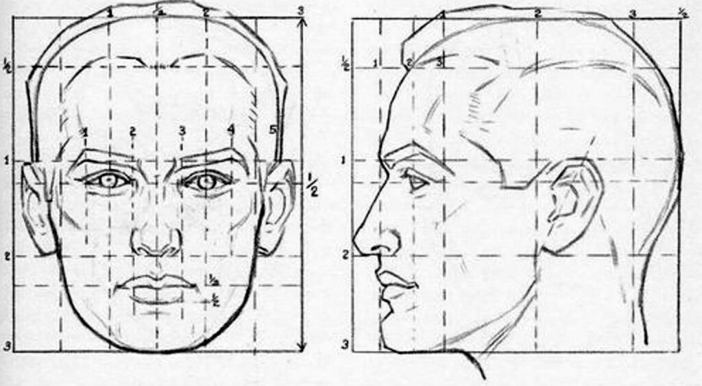 il modello delle proporzioni della testa di Loomis